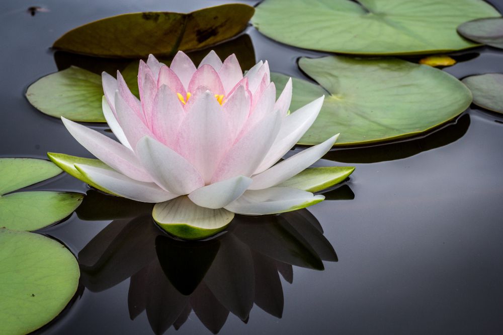 A loto flower representing kundalini yoga